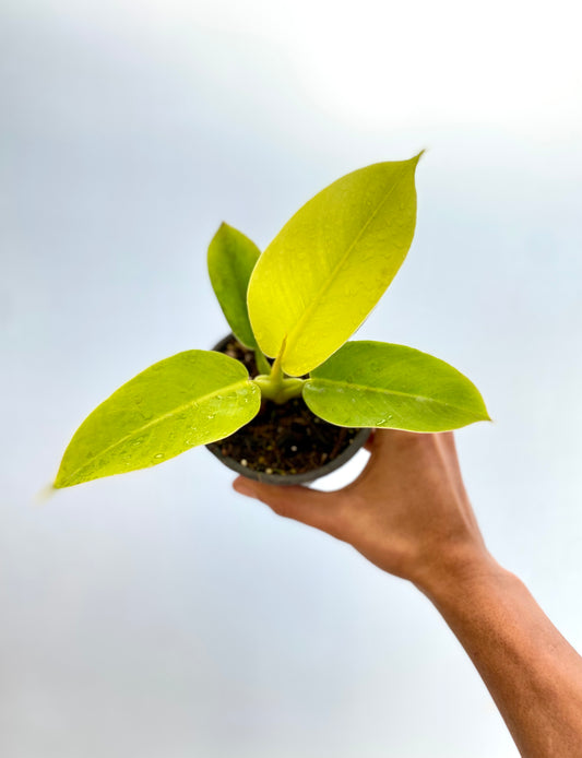 Filodendro “Moonlight”