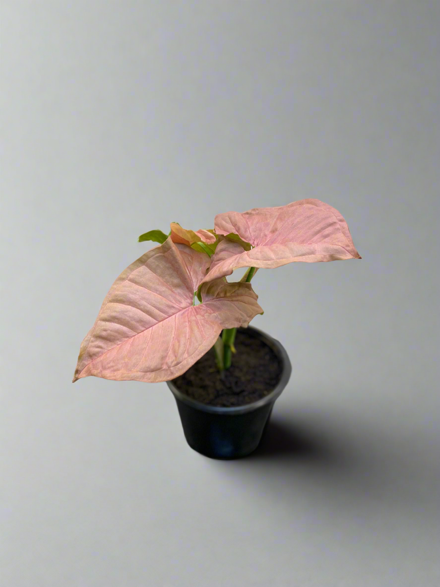 Singonio Pink Neon - Singonio pink robusta