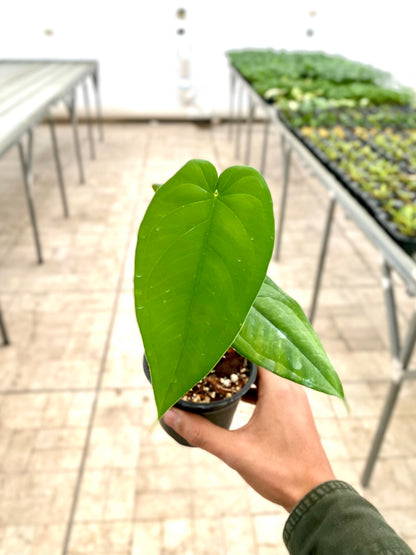 Singonio Chiapense - Syngonium chiapense | Planta Tropical Nativa de México