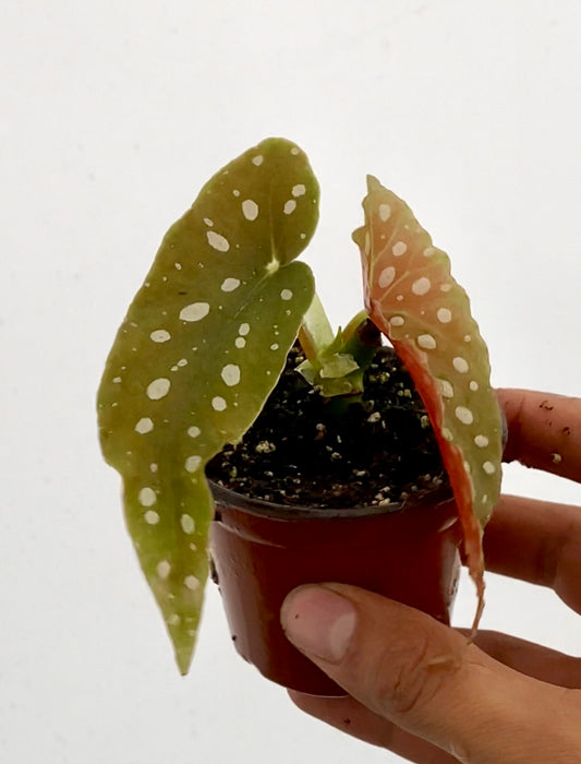 Begonia Maculata Miniatura