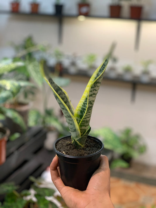 Sansevieria Hahnii 4”