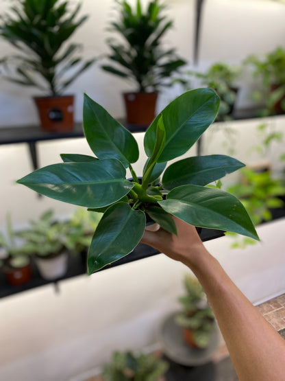 philodendron imperial verde Filodendro imperial verde – Kaito Plant Shop