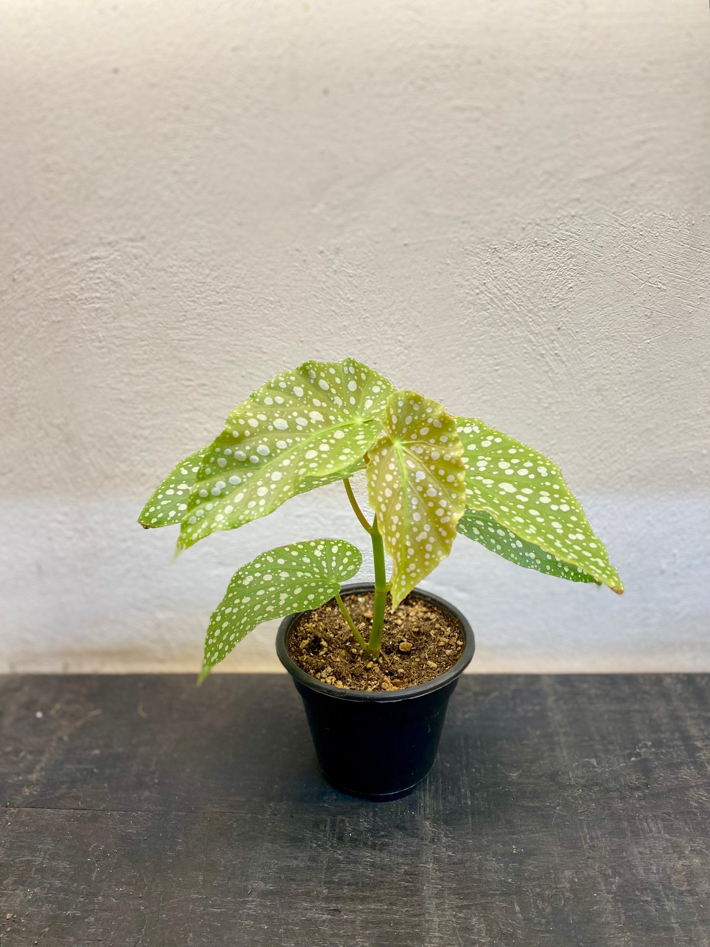 Begonia Maculata