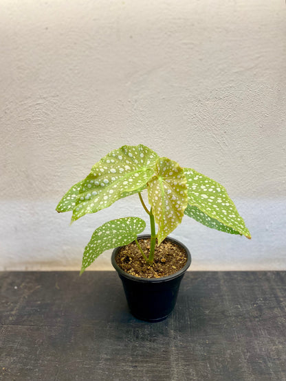 Begonia Maculata