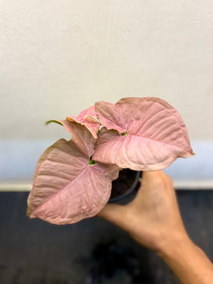 Singonio Pink Neon - Singonio pink robusta