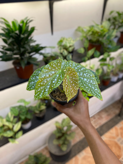 Begonia Maculata