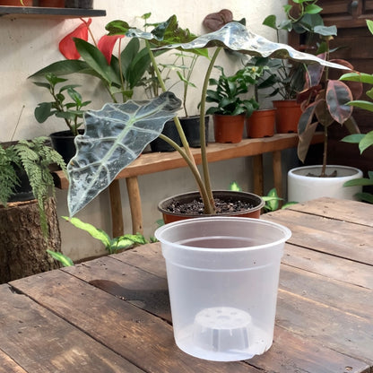 6 pack Maceta Transparente 6” (6 piezas)