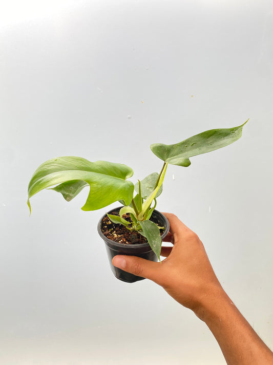 Filodendro Florida Green