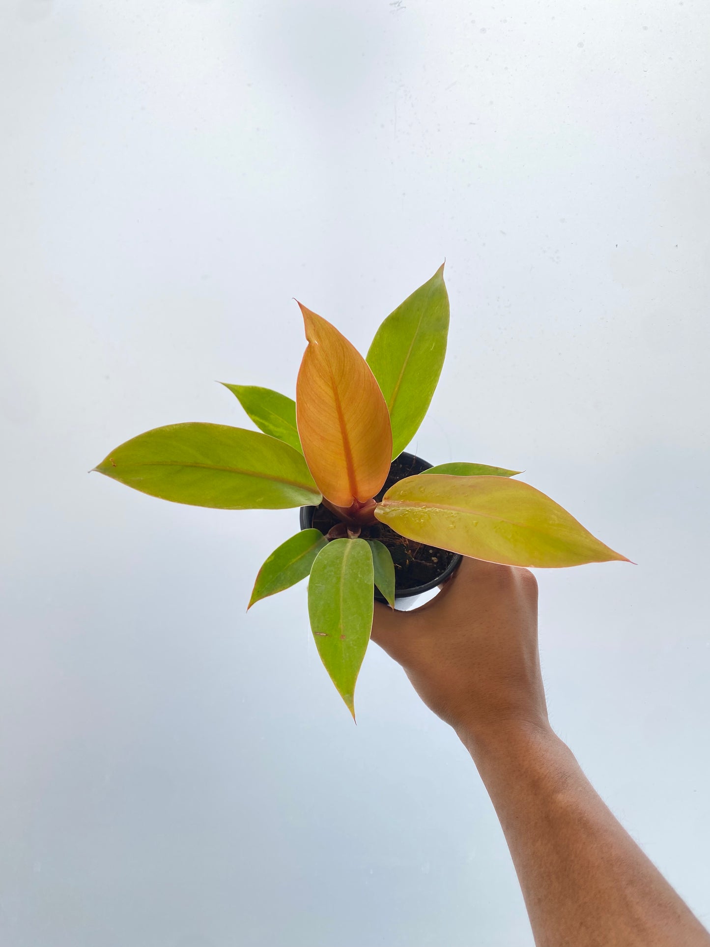 Filodendro “Prince of Orange” - Philodendron 4”