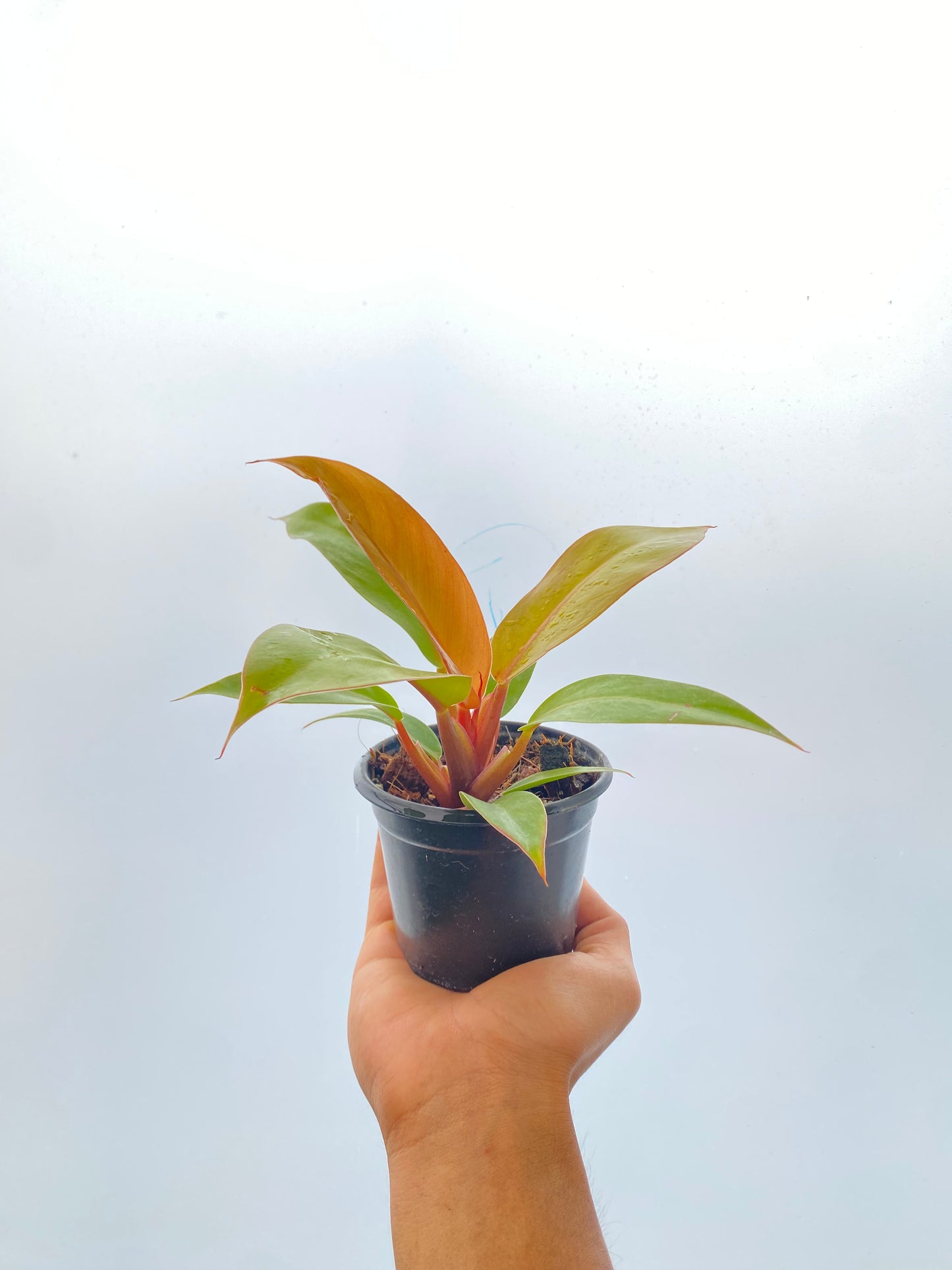 Filodendro “Prince of Orange” - Philodendron 4”