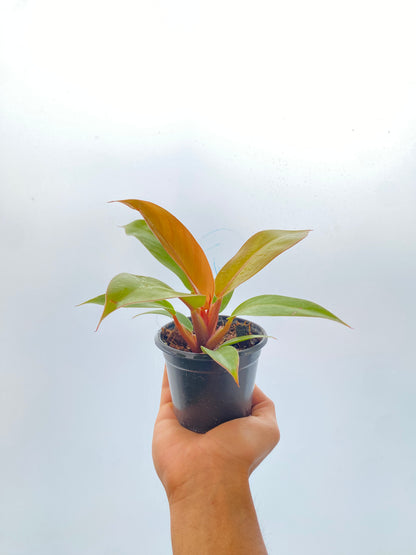 Filodendro “Prince of Orange” - Philodendron 4”