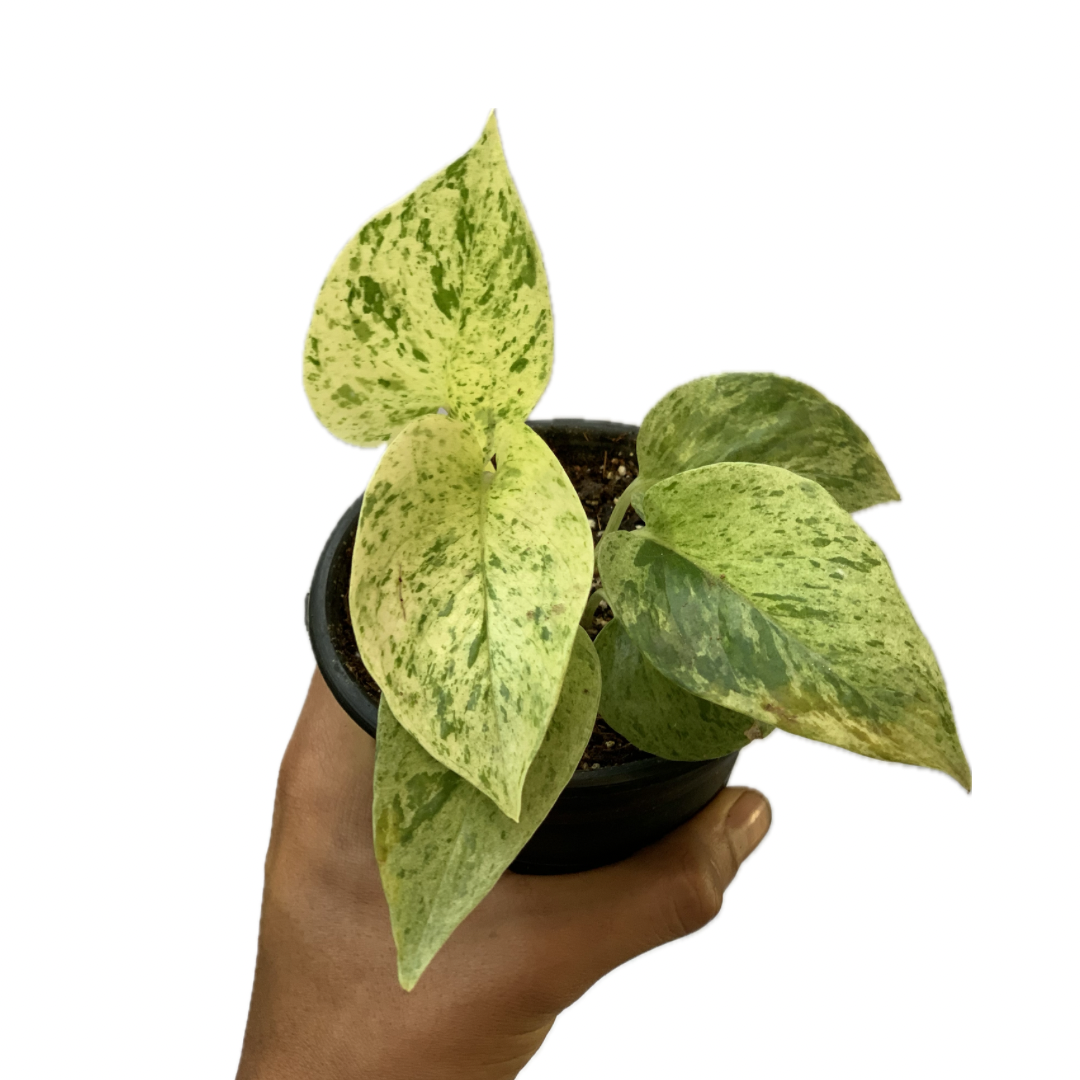 Pothos ‘Marble Queen’