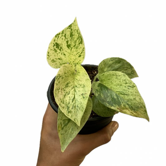 Pothos ‘Marble Queen’