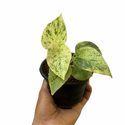 Pothos ‘Marble Queen’