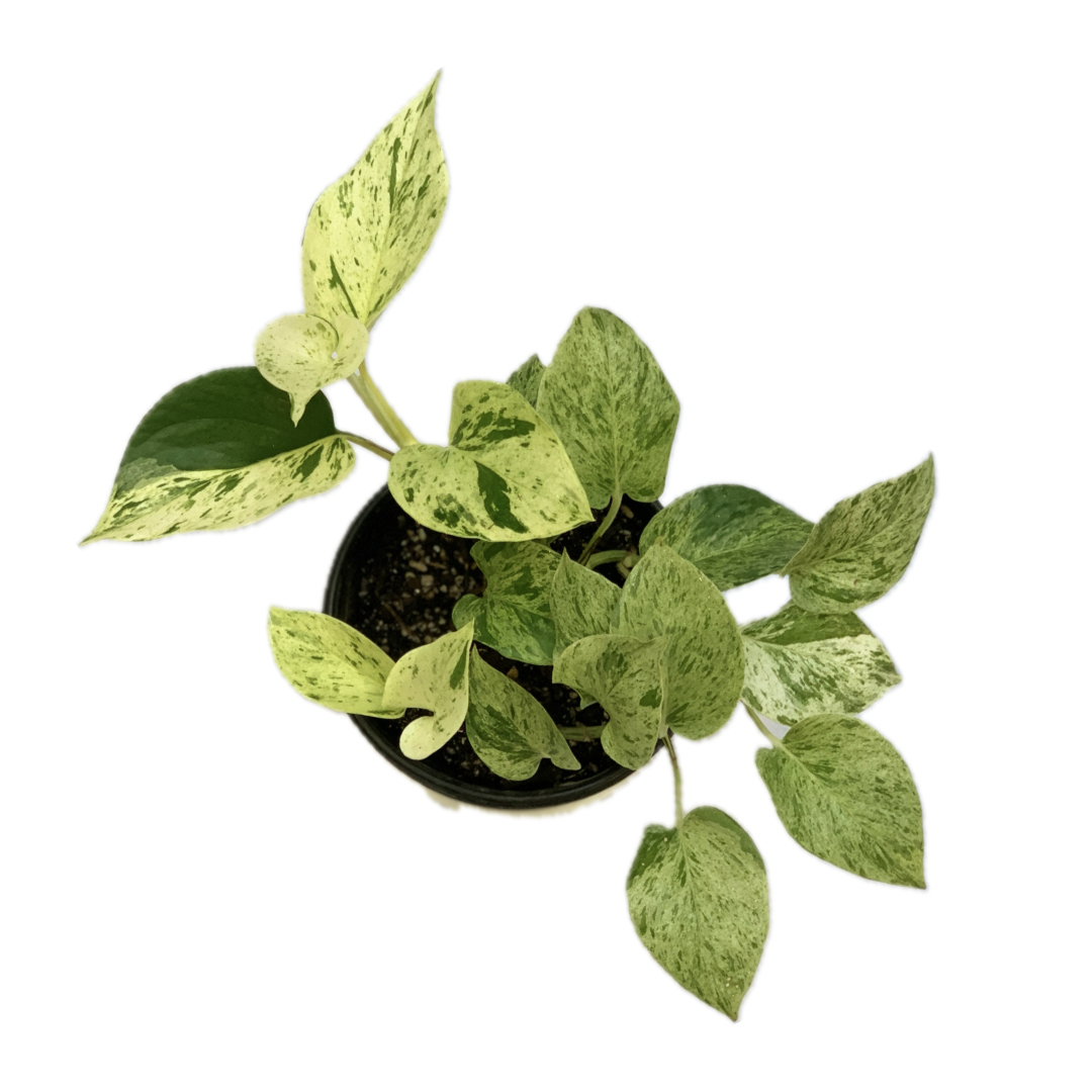 Pothos ‘Marble Queen’