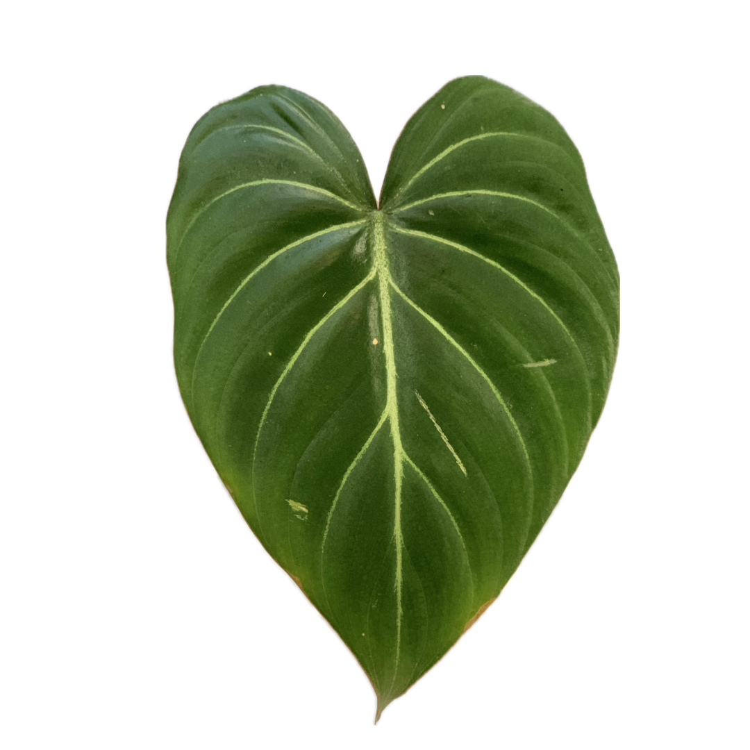 Filodendro Gloriosum | Planta Tropical de Interior con Hojas Aterciopeladas y Venas Blancas