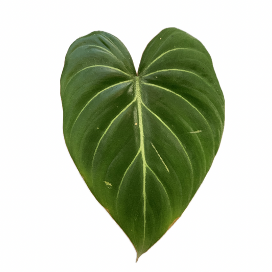 Filodendro Gloriosum | Planta Tropical de Interior con Hojas Aterciopeladas y Venas Blancas