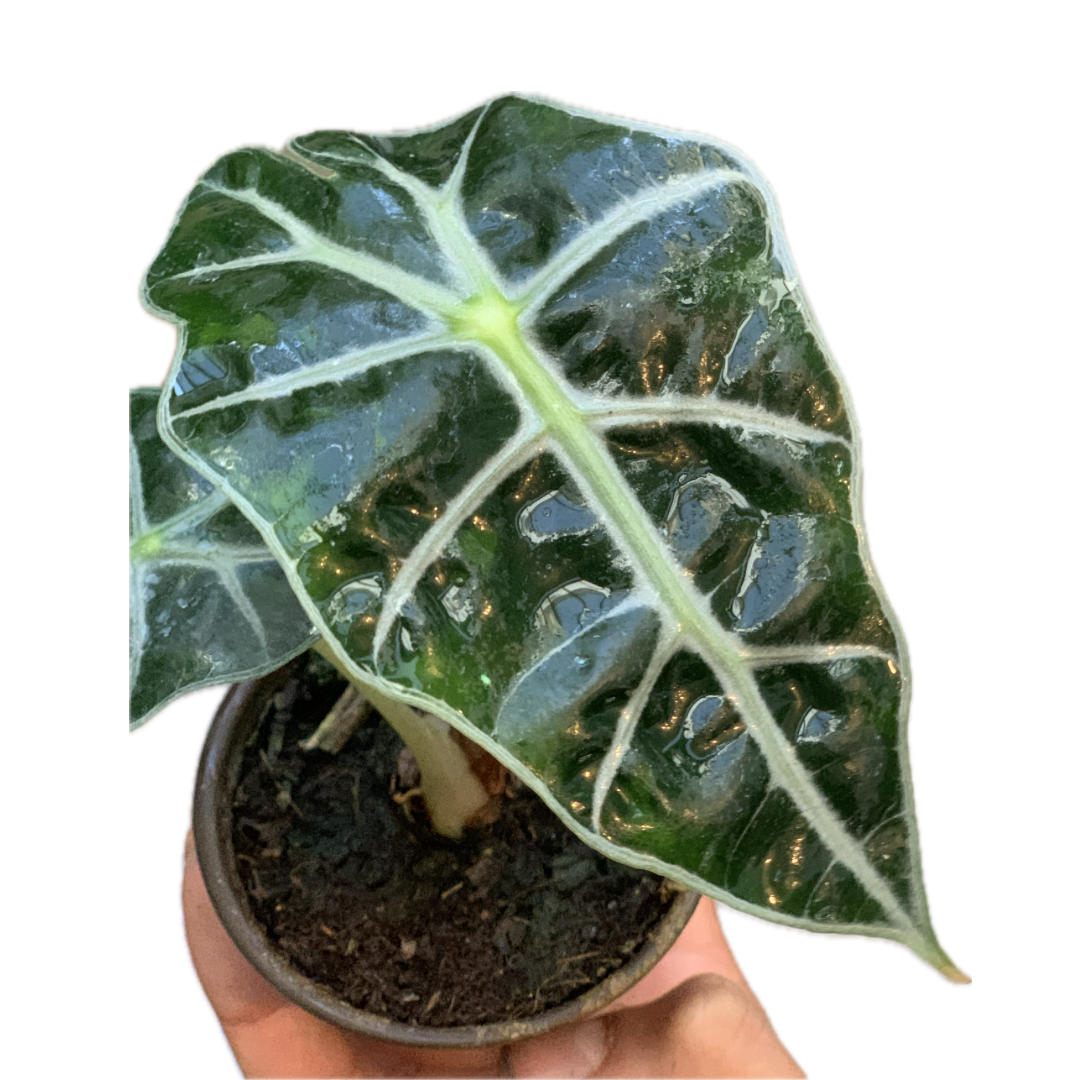 Alocasia Amazónica | Planta Tropical Exótica de Interior